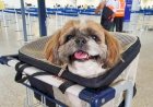 STF barra lei do RJ sobre transporte gratuito de animais em aviões e evita caos regulatório no setor aéreo