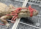 Jacaré de pequeno porte é resgatado em Barra Mansa