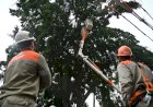 Prefeitura de Barra Mansa e Light unem forças para intensificar poda preventiva e manutenção da rede elétrica