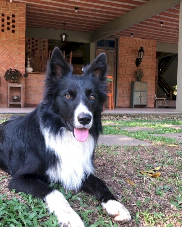 Autoridades de VR em busca de motorista que atropelou cachorro de propósito