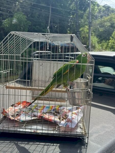 Filha denuncia a própria mãe por maus-tratos a animais em Volta Redonda